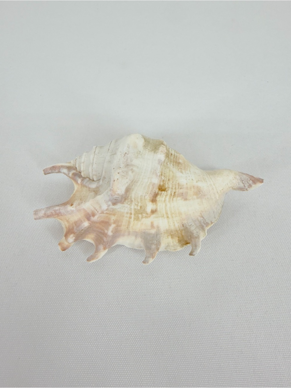 Seashell that came out of the ocean